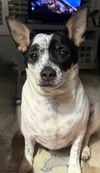 adoptable Dog in Franklin, TN named MAGIC MAUDE