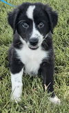 adoptable Dog in  named PUPPY OLIVER