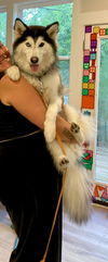 adoptable Dog in  named ZEVYA LUVS KIDS