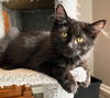 adoptable Cat in  named KITTEN DARTH VADER