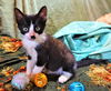 adoptable Cat in  named KITTEN ASH