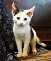 adoptable Cat in Franklin, TN named KITTEN CORA
