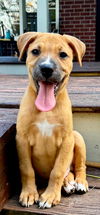 adoptable Dog in  named PUPPY KAZ