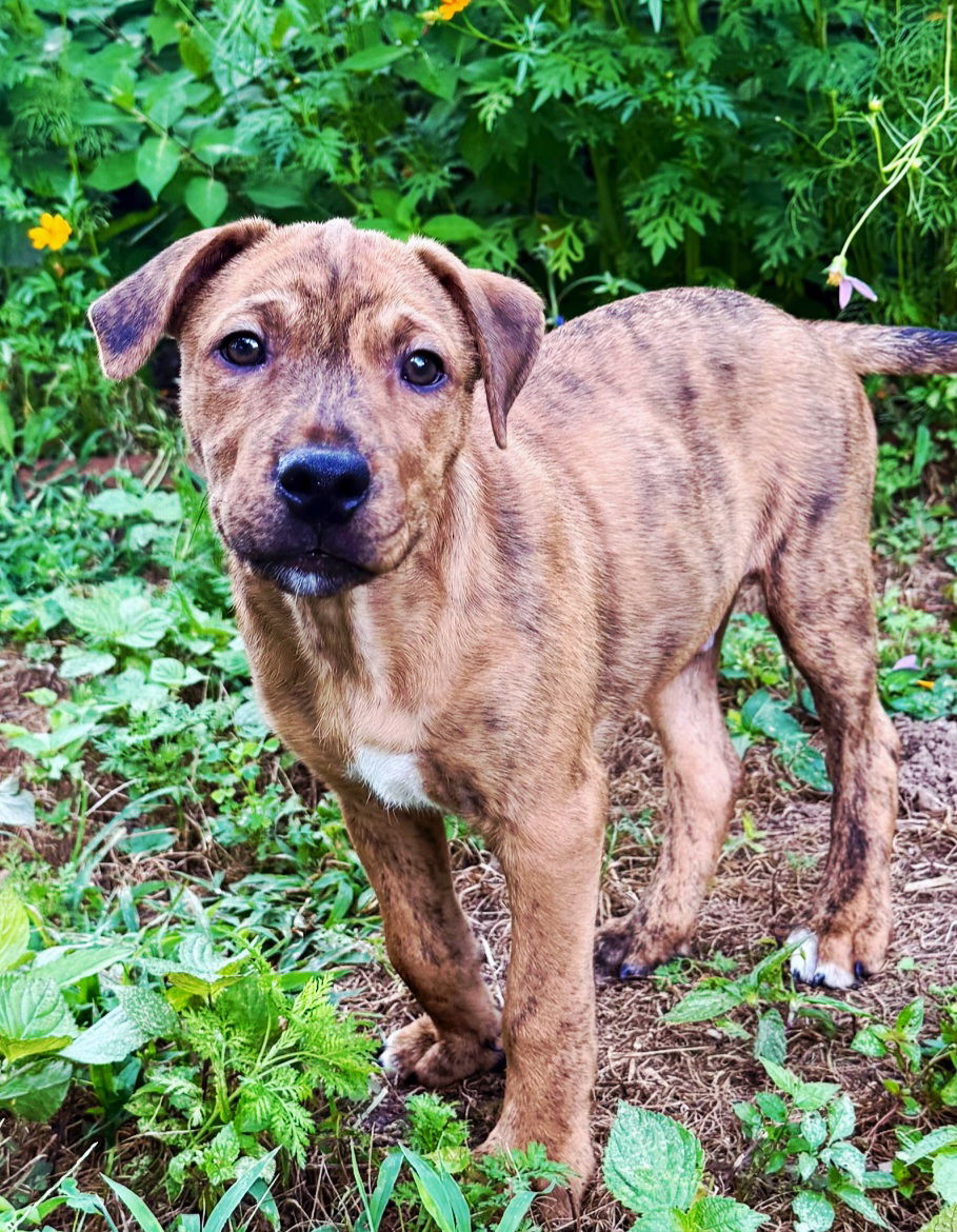 adoptable Dog in Franklin, TN named PUPPY FINNAN