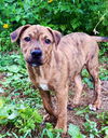 adoptable Dog in  named PUPPY FINNAN