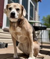 adoptable Dog in  named SKYLAR