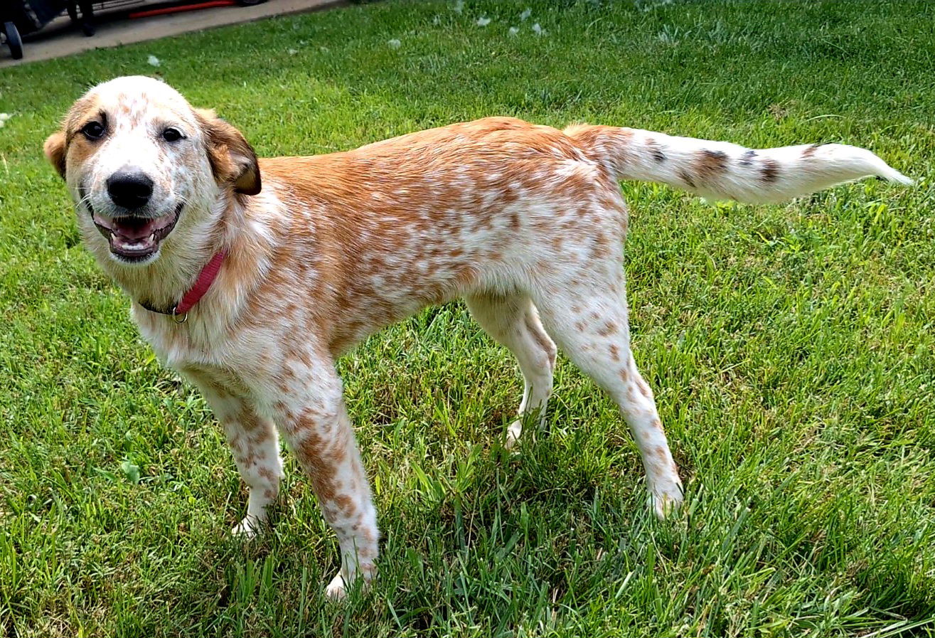 adoptable Dog in Franklin, TN named PUPPY GINGER SNAP