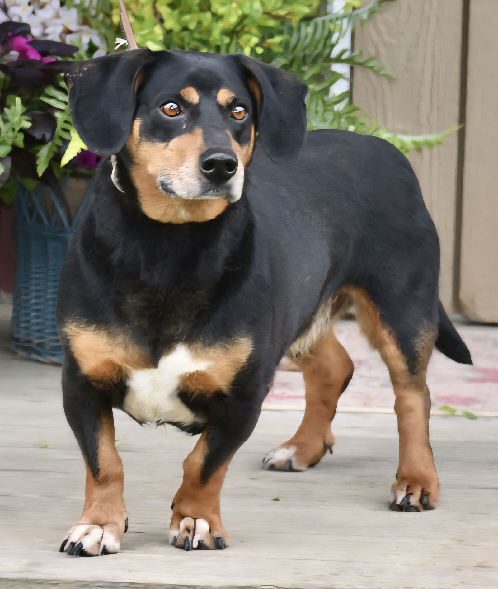 adoptable Dog in Franklin, TN named BUDDY IS A BEST FRIEND