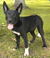 adoptable Dog in  named PUPPY FANTASIA