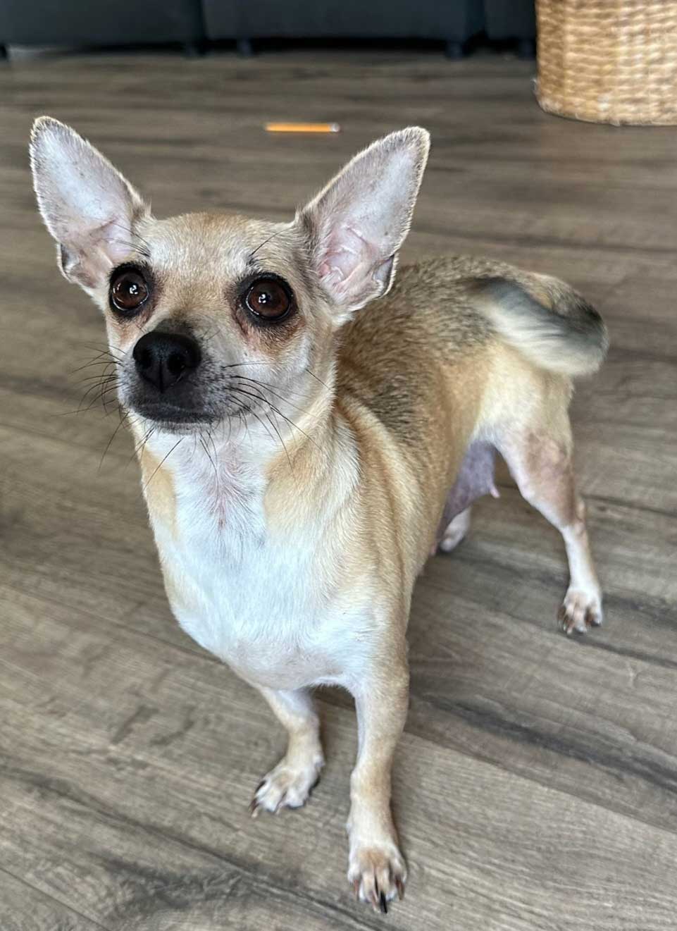 adoptable Dog in Franklin, TN named TIA MARIA