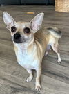 adoptable Dog in  named TIA MARIA