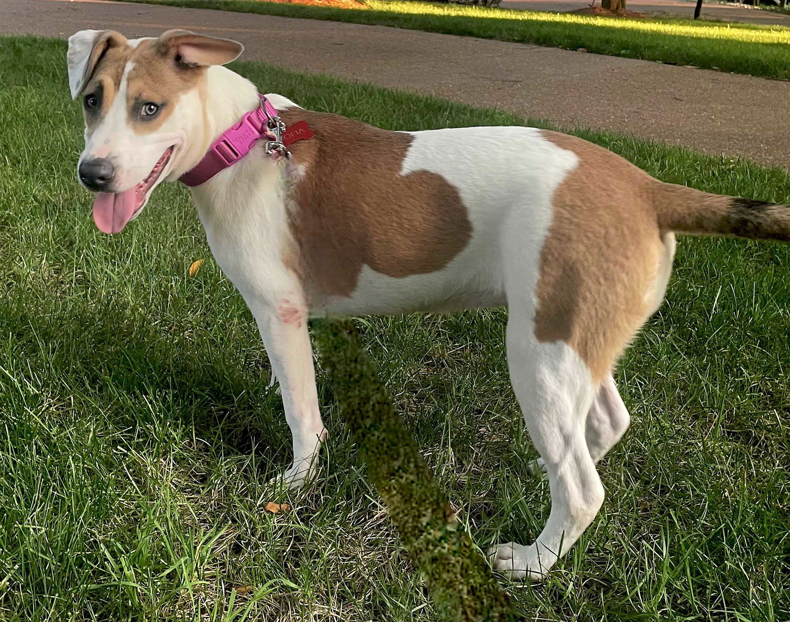 adoptable Dog in Franklin, TN named LADY WAVERLY