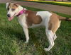 adoptable Dog in  named LADY WAVERLY