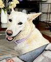 adoptable Dog in Franklin, TN named CHEROKEE