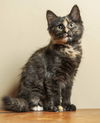 adoptable Cat in  named KITTEN TORTELLINI