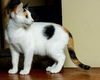 adoptable Cat in Franklin, TN named KITTEN BELLE
