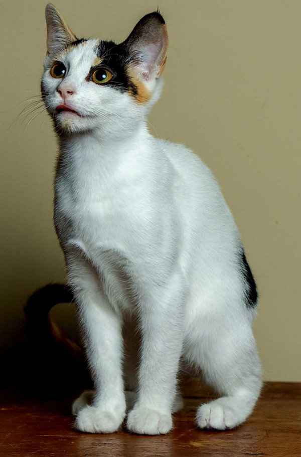 KITTEN BELLE