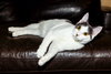 KITTEN GASTON - Photo 1