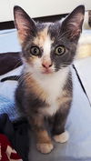 adoptable Cat in  named KITTEN SHANIA