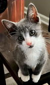 adoptable Cat in Franklin, TN named KITTEN BRAVE BRADY