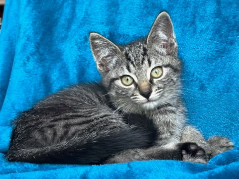 KITTEN NOAH