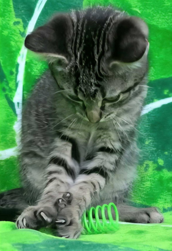 KITTEN JAQ JAQ