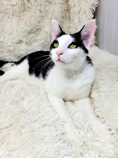 ROCKY - Domestic Short Hair available for adoption