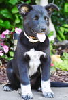 adoptable Dog in , TN named PUPPY OPRAH
