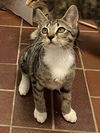 adoptable Cat in  named KITTEN DOTTIE