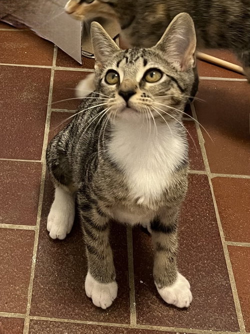 KITTEN DOTTIE - Tabby available for adoption