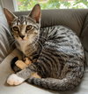 KITTEN DOTTIE - Photo 2