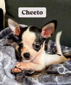 adoptable Dog in  named PUPPY CHEETO