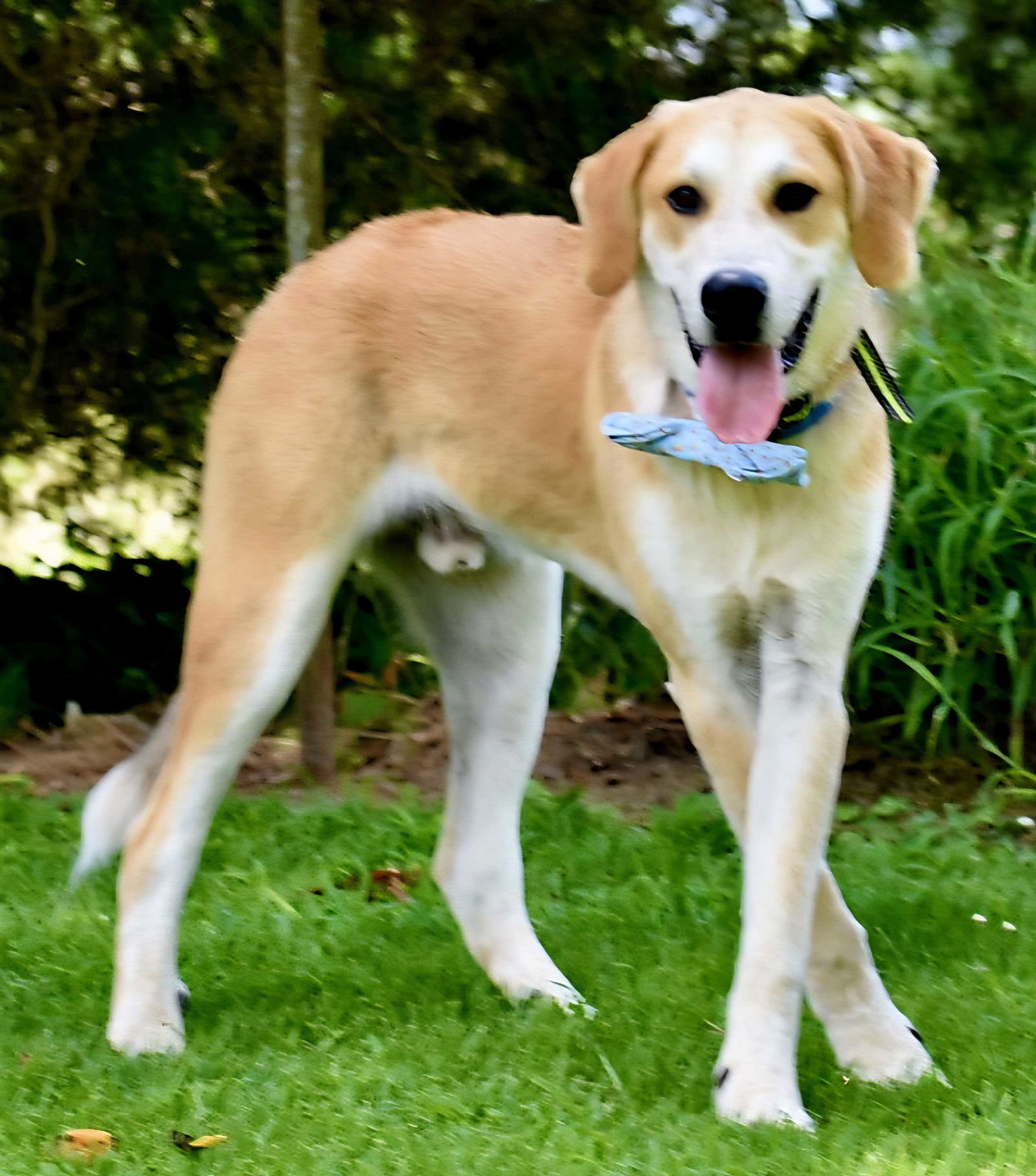 adoptable Dog in Franklin, TN named SIMBA