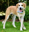 adoptable Dog in  named SIMBA