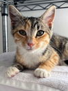 adoptable Cat in  named KITTEN TABITHA