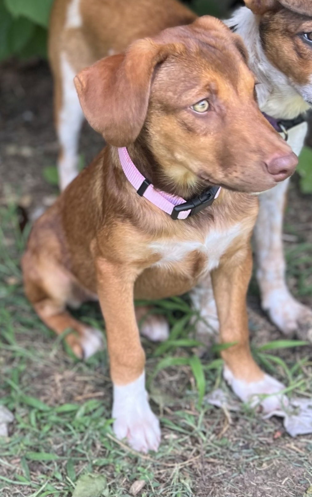 adoptable Dog in Franklin, TN named PUPPY SASHA