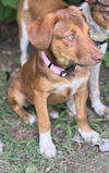 adoptable Dog in  named PUPPY SASHA