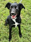adoptable Dog in  named KIND KENZIE