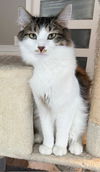 adoptable Cat in  named COWBOY