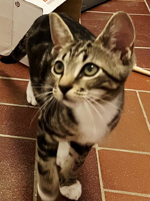 KITTEN BONKERS - Domestic Short Hair available for adoption