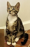 KITTEN BONKERS - Photo 4