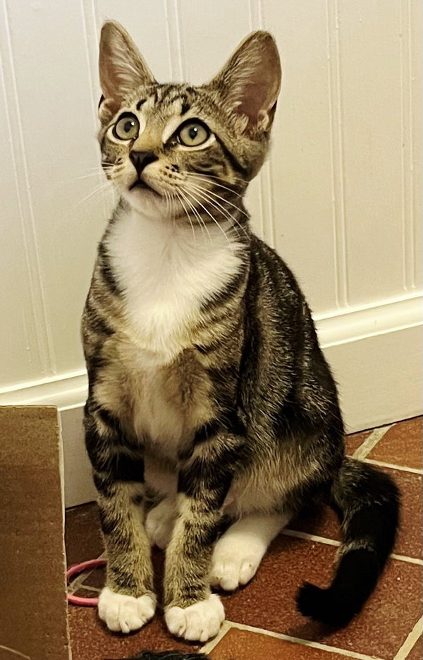 KITTEN BONKERS