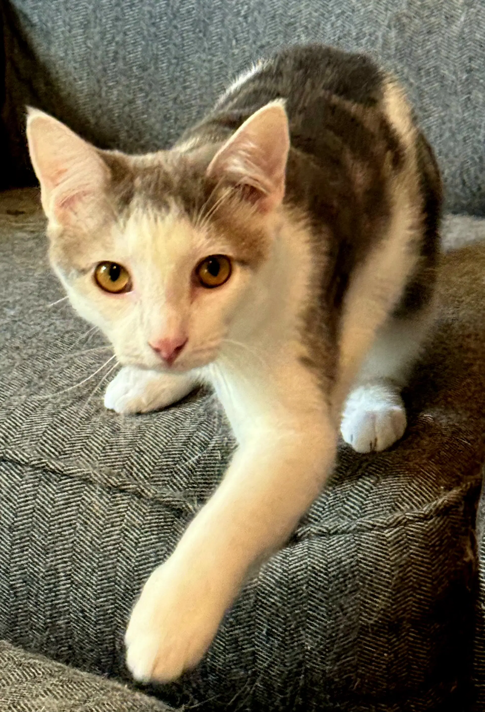 Kitten Gizmo image 2