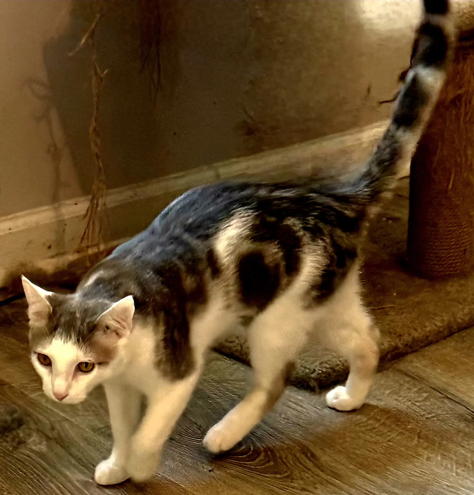 Kitten Gizmo - Tabby