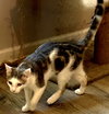 KITTEN GIZMO - Photo 1