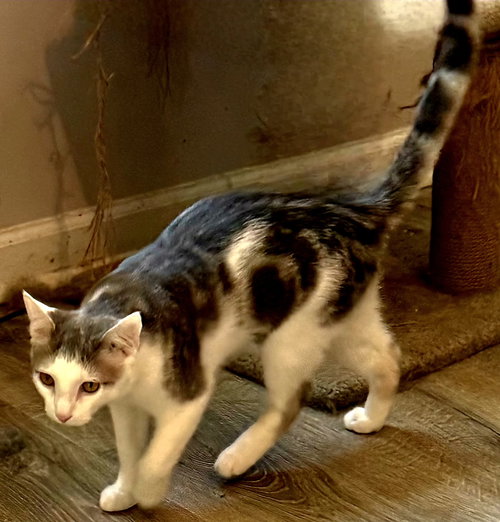 KITTEN GIZMO - Tabby available for adoption