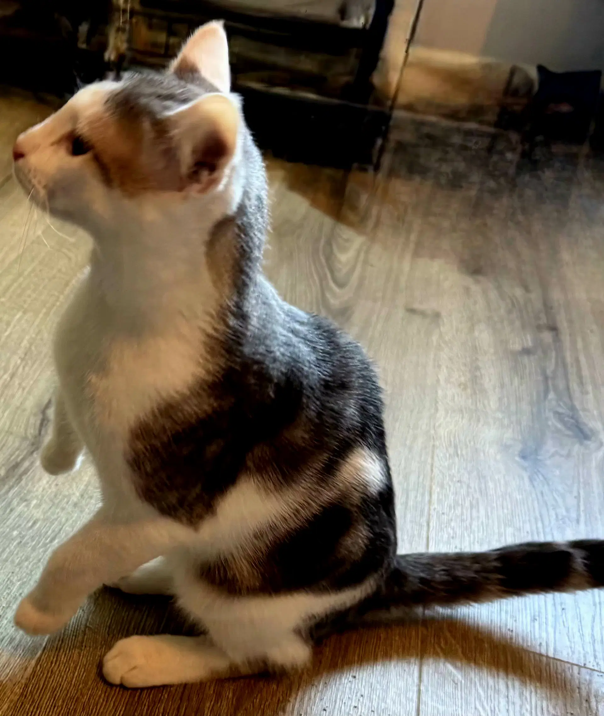 Kitten Gizmo image 3