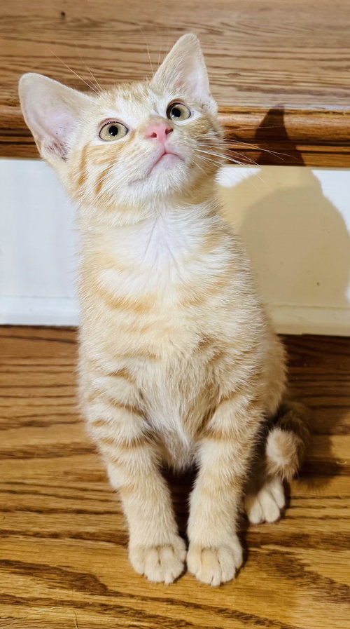 KITTEN BLITZEN - Domestic Short Hair available for adoption