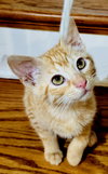 KITTEN BLITZEN - Photo 3
