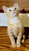 KITTEN BLITZEN - Photo 4